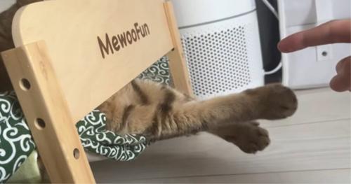 ベッドで寝ている猫
