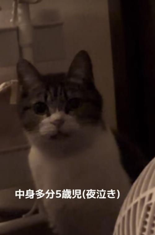 ママを見つめるキジ白猫