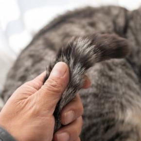 猫の尻尾がベタベタする『スタッドテイル』ってなに？　発症しているときの症状や予防法まで解説