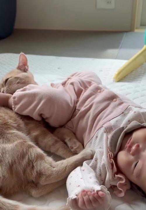蹴られる猫2