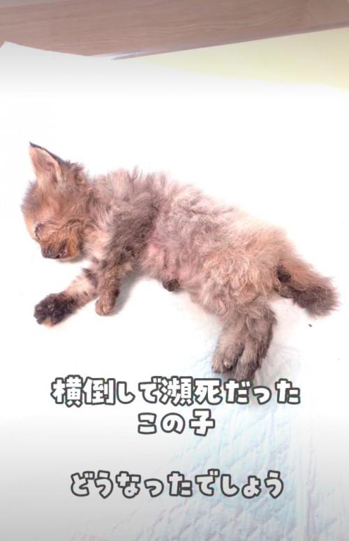 瀕死の状態の子猫