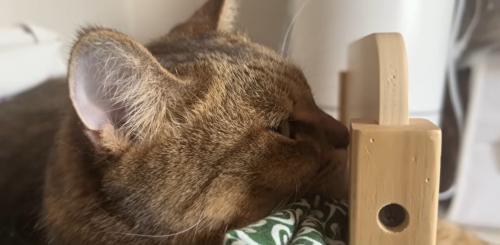 ベッドで寝ている猫