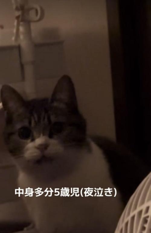 ママに向かって鳴くキジ白猫