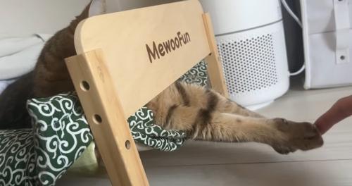 ベッドで寝ている猫