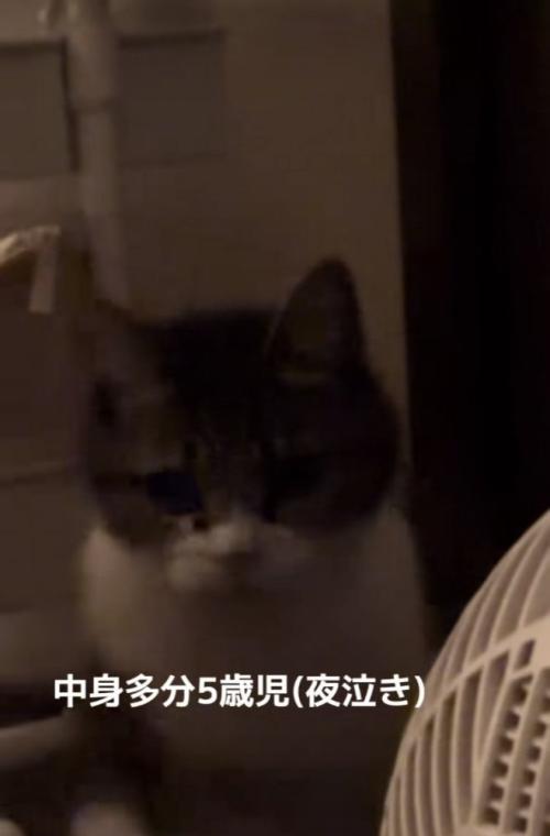 ママに向かって歩くキジ白猫