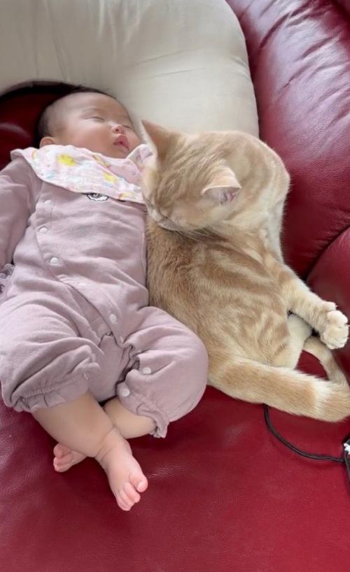 赤ちゃんの横でグルーミングする猫
