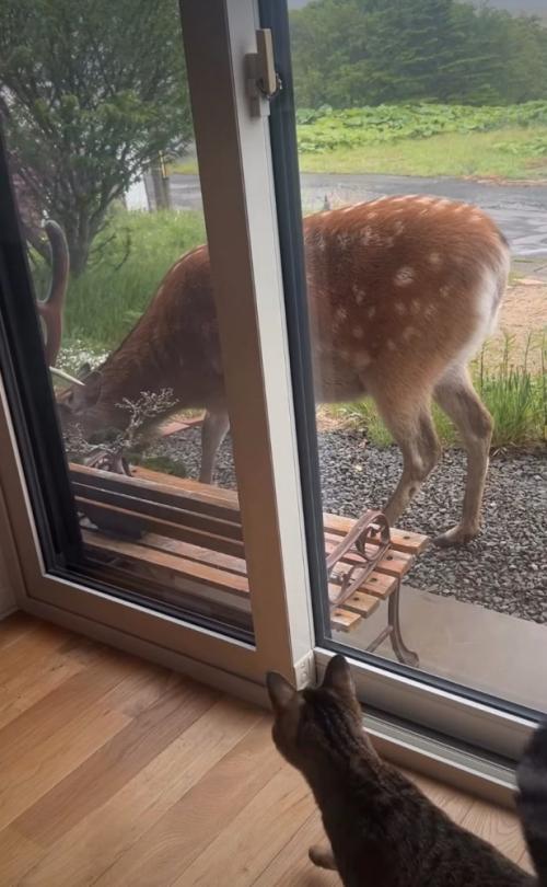 駆け寄る猫