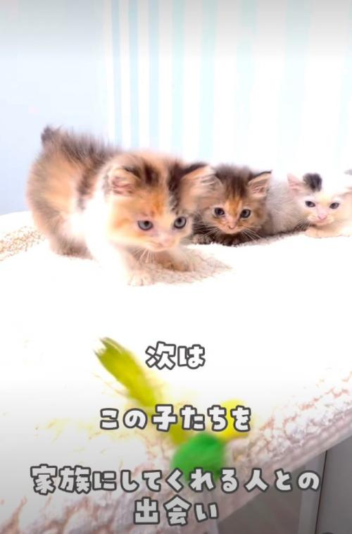 おもちゃで遊ぶ子猫