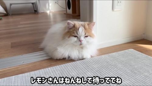 眠たそうに床の上に座り込む猫