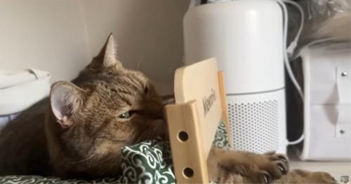 ベッドで寝ている猫