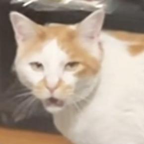 長く鳴いていた猫→鳴き終わった瞬間に『家族みんなで褒めてみた』結果…まさかのリアクションに「反応が良すぎるｗ」「わかりやすい」と反響
