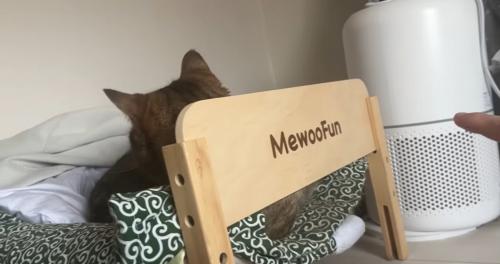 ベッドで寝ている猫