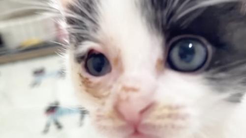 顔の近くまでくる白黒子猫
