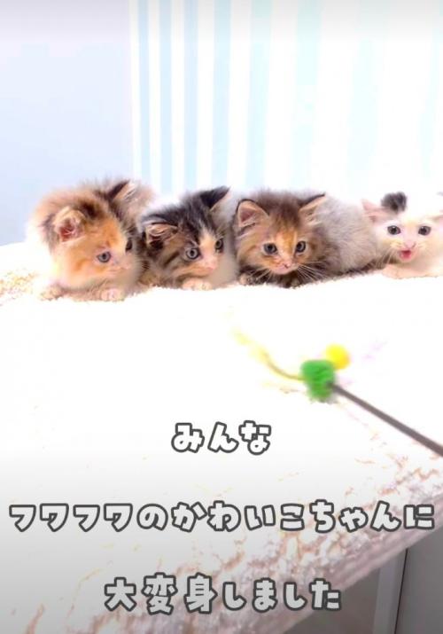 ふわふわの子猫