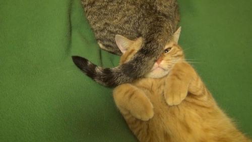 顔の上に尻尾