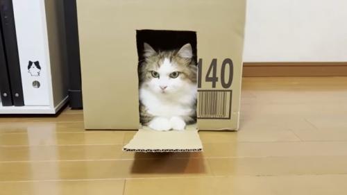 ぱかっとする秀吉君