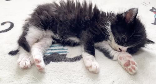 眠気に勝てない黒い子猫
