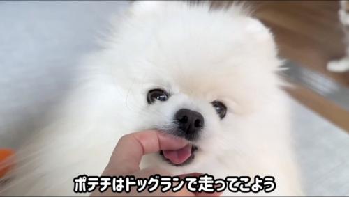 飼い主の指を舐める犬