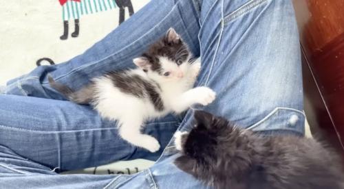 足で遊ぶ2匹の子猫