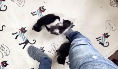 足元に集まる子猫たち