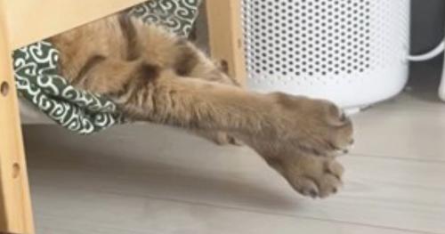 ベッドで寝ている猫