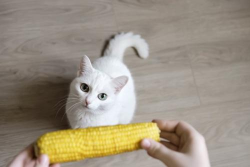 猫とトウモロコシ