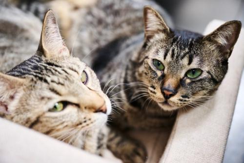 寄り添ってくつろぐ2匹の猫