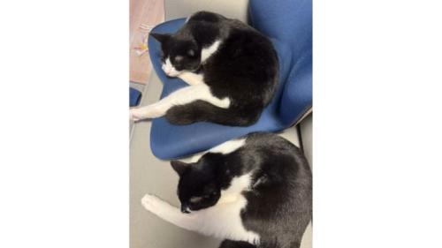 室内にいる猫