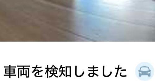 見守りカメラにうつる猫
