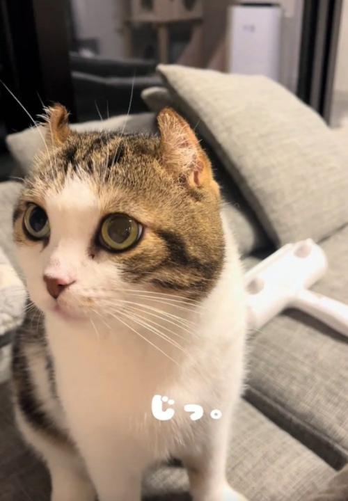 凝視する猫
