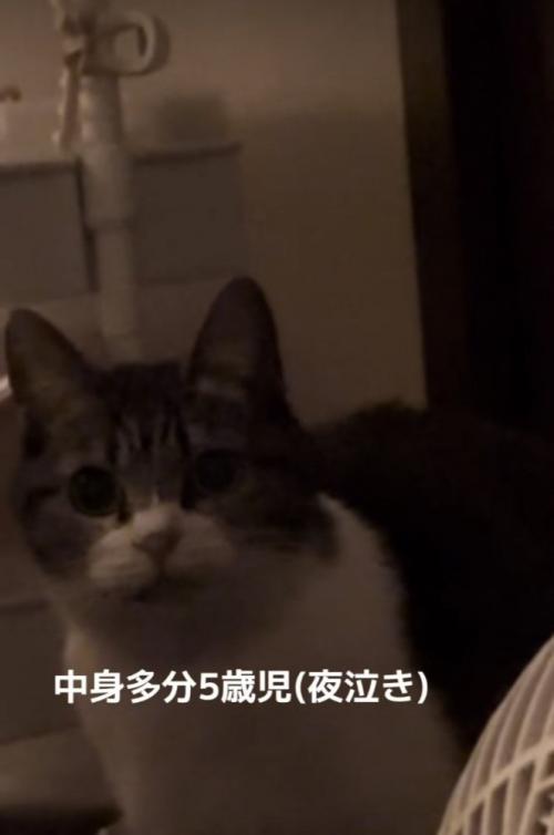 ママを見つめるキジ白猫