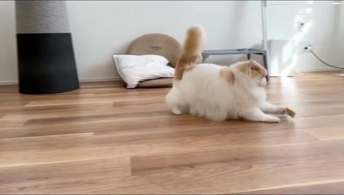 おもちゃを追いかける猫