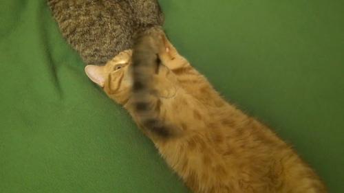 動く尻尾