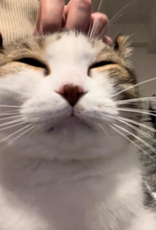 幸せそうな猫