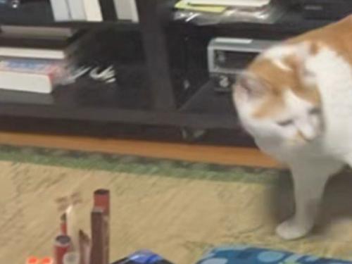 立ち去ろうとする猫