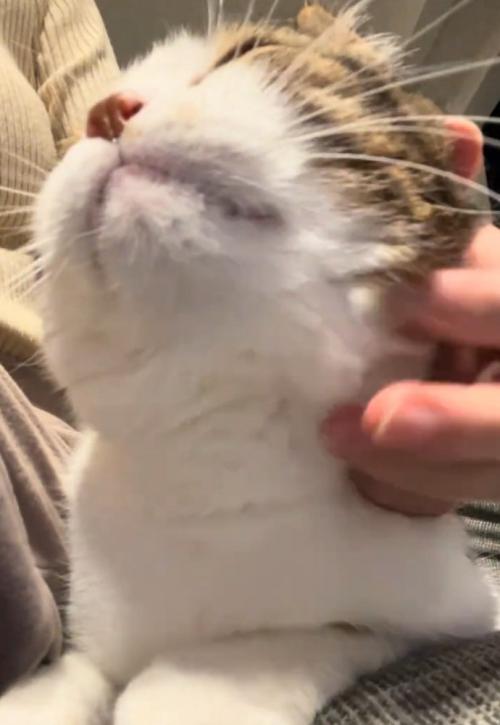 顔を上げる猫