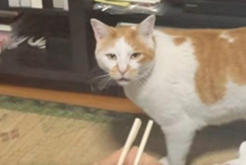 鳴き続ける猫