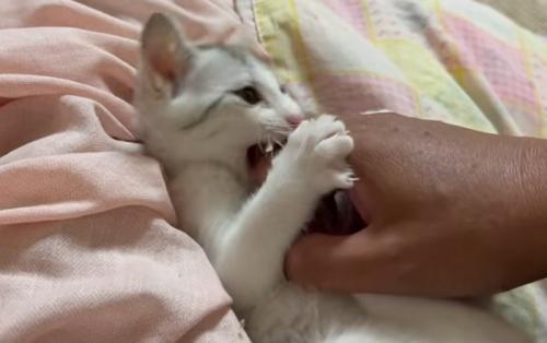 人の手に噛みつく子猫の横顔