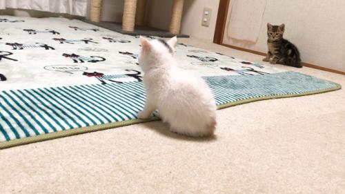 見つめるキジトラちゃん