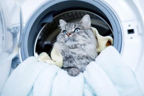 ドラム式洗濯機に入る猫