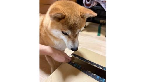 室内にいる犬