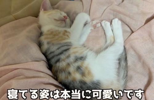 寝ている子猫（寝ている姿は本当に可愛いです）