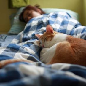 猫と『一緒に寝る』ときの絶対NG行為4つ　危険な事故の可能性や安全を守る工夫