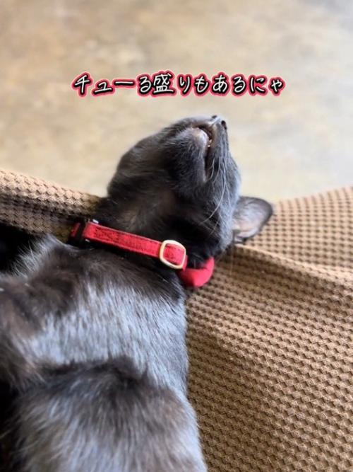 上を向いて寝る猫
