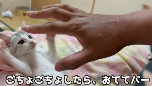 人の手と両手を広げる子猫（こちょこちょしたら、おててパー）