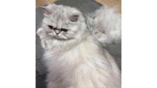 室内にいる猫