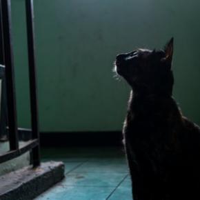 猫の目には『幽霊が見えている』と言われる理由4つ　本当に見えるの？不思議な仕草の意味とは