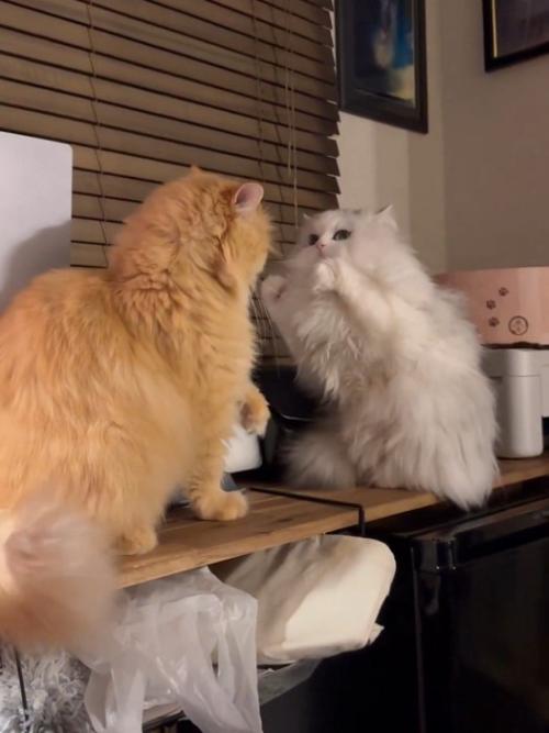ファイティングポーズをする猫