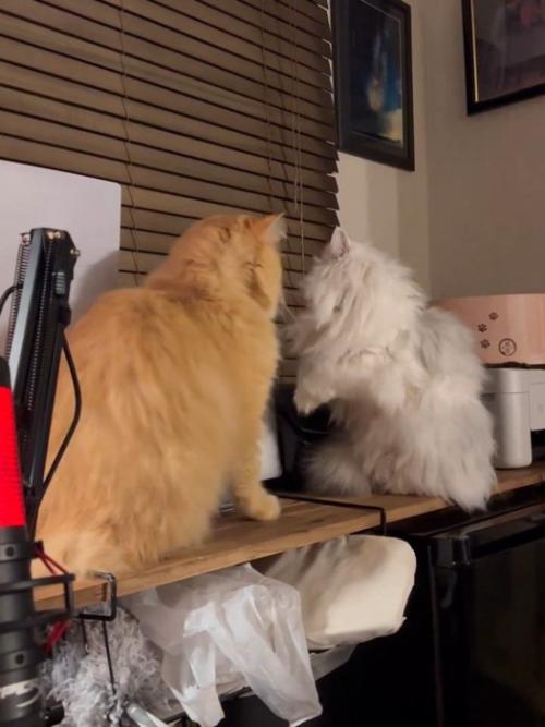 横を向く白い猫