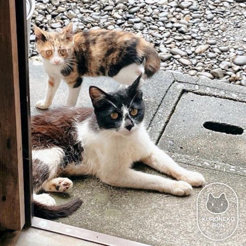外にいる猫の親子